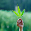 The Effectiveness of Cannabis Therapy: What Research Has Revealed