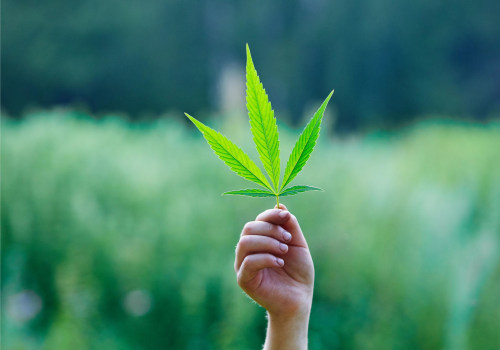 The Effectiveness of Cannabis Therapy: What Research Has Revealed